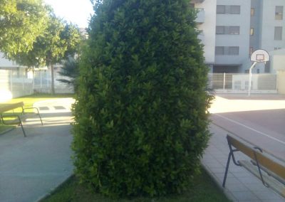 Poda de arbustos en Castellón